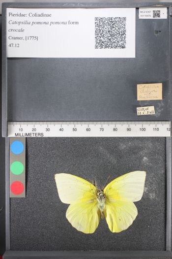 Media type: image;   Entomology 116976
